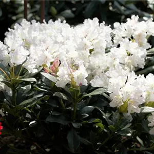Rhododendron Hybr.&#39;Cunningham&#39;s White&#39; I