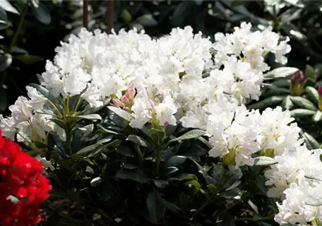 Rhododendron Hybr.'Cunningham's White' I - Rhododendron-Hybride 'Cunningham's White'