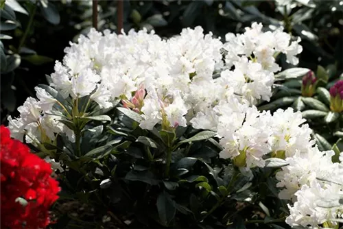 Rhododendron-Hybride 'Cunningham's White' - Rhododendron Hybr.'Cunningham's White' I