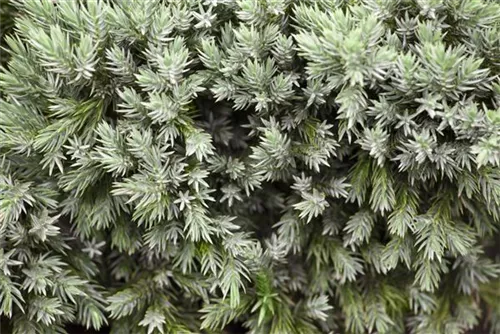 Blauer Zwerg-Wacholder - Juniperus squamata 'Blue Star'