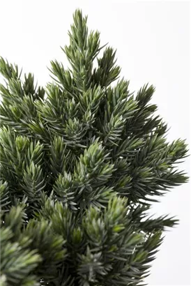 Blauer Zwerg-Wacholder - Juniperus squamata 'Blue Star'