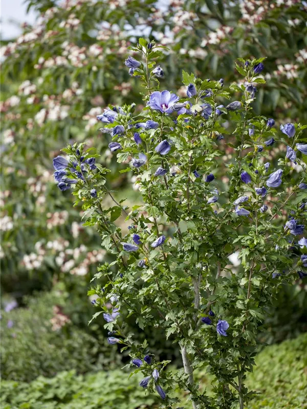 Hibiscus 'Blue Bird', Garteneibisch 'Blue Bird' - Semper Verde  Pflanzenzentrum Ullmer GbR
