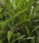 Lorbeerkirsche 'Reynvaanii' - Prunus lauroc.'Reynvaanii'