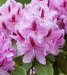 Rhododendron-Hybride 'Furnivall's Daughter' - Rhododendron Hybr.'Furnivall's Daughter' III