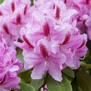 Rhododendron Hybr.&#39;Furnivall&#39;s Daughter&#39; III
