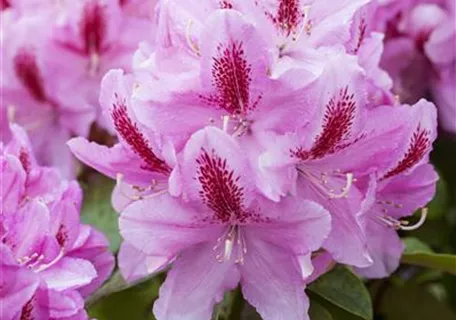 Rhododendron Hybr.'Furnivall's Daughter' III - Rhododendron-Hybride 'Furnivall's Daughter'