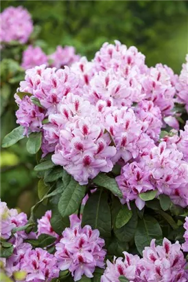 Rhododendron-Hybride 'Furnivall's Daughter' - Rhododendron Hybr.'Furnivall's Daughter' III