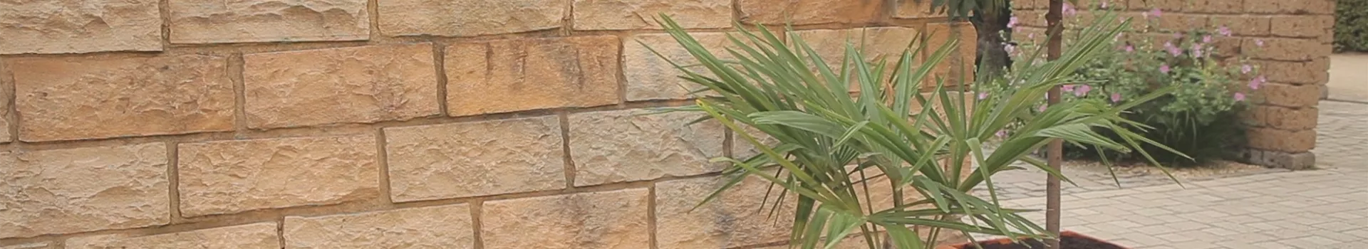 Chinesische Hanfpalme Einpflanzen in ein Gefäß Semper Verde