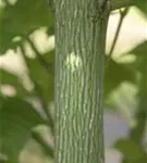 Rostbartahorn - Acer rufinerve - Baum