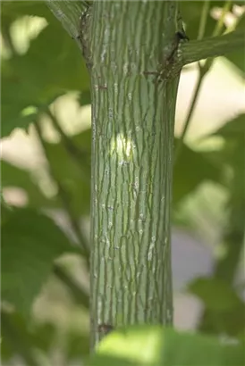 Rostbartahorn - Acer rufinerve - Baum
