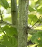 Rostbartahorn - Acer rufinerve - Formgehölze