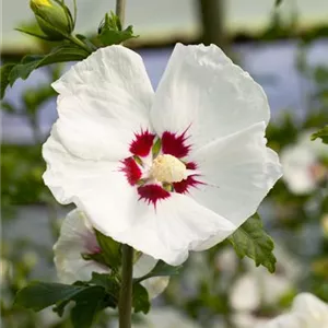 Hibiscus syriacus &#39;Red Heart&#39;