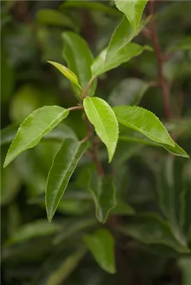Portugiesischer Kirschlorbeer - Prunus lusitanica