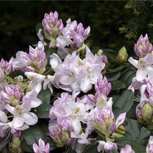 Rhododendron Hybr.&#39;Gomer Waterer&#39; II