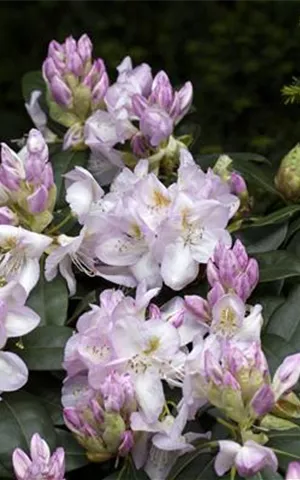 Rhododendron Hybr.'Gomer Waterer' II