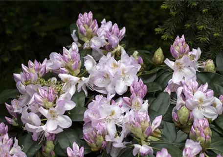 Rhododendron Hybr.'Gomer Waterer' II - Rhododendron-Hybride 'Gomer Waterer'