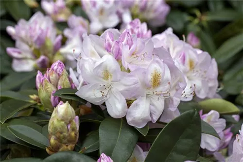 Rhododendron-Hybride 'Gomer Waterer' - Rhododendron Hybr.'Gomer Waterer' II