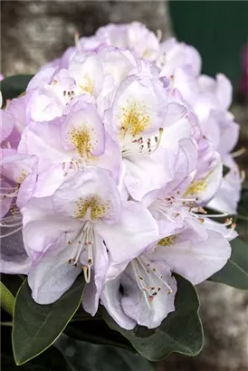 Rhododendron-Hybride 'Gomer Waterer' - Rhododendron Hybr.'Gomer Waterer' II