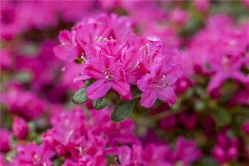Japanische Azalee 'Kermesina' - Rhododendron obt.'Kermesina' II