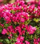 Japanische Azalee 'Kermesina' - Rhododendron obt.'Kermesina' II