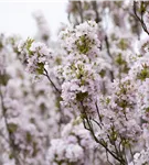 Japan.Säulenkirsche - Prunus serrulata 'Amanogawa' CAC