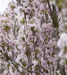 Japan.Säulenkirsche - Prunus serrulata 'Amanogawa' CAC