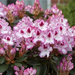 Rhododendron Hybr.&#39;Hachmann&#39;s Charmant&#39;-R- IV