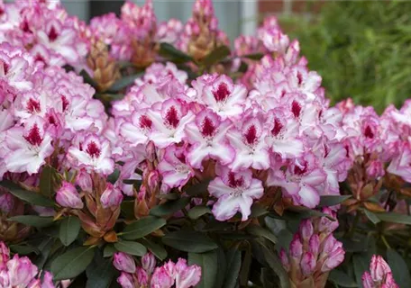 Rhododendron Hybr.'Hachmann's Charmant'-R- IV - Rhododendron-Hybride 'Hachmann's Charmant'-R-