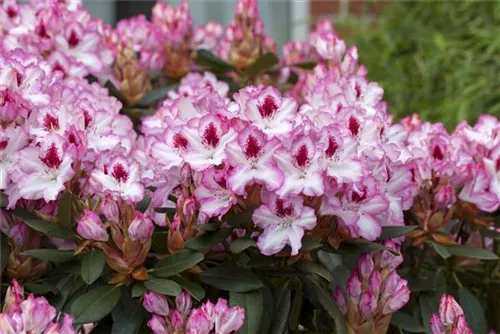 Rhododendron-Hybride 'Hachmann's Charmant'-R- - Rhododendron Hybr.'Hachmann's Charmant'-R- IV