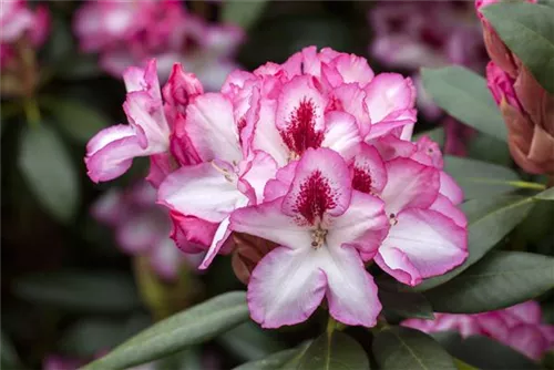 Rhododendron-Hybride 'Hachmann's Charmant'-R- - Rhododendron Hybr.'Hachmann's Charmant'-R- IV