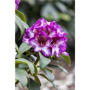 Rhododendron Hybr.&#39;Hans Hachmann&#39; -R- IV