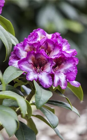 Rhododendron Hybr.'Hans Hachmann' -R- IV