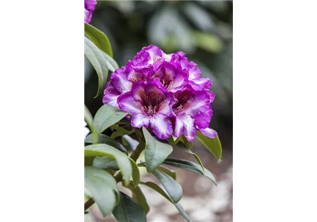 Rhododendron Hybr.'Hans Hachmann' -R- IV - Rhododendron-Hybride 'Hans Hachmann' -R-