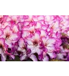 Rhododendron-Hybride 'Hans Hachmann' -R- - Rhododendron Hybr.'Hans Hachmann' -R- IV