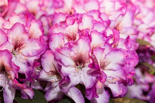 Rhododendron-Hybride 'Hans Hachmann' -R- - Rhododendron Hybr.'Hans Hachmann' -R- IV