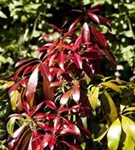 Schattenglöckchen 'Forest Flame' - Pieris japonica 'Forest Flame'