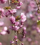 Häng.Nelkenkirsche 'Kiku-shidare-zakura' - Prunus serrulata 'Kiku-shidare-zakura' CAC