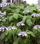 Fellhortensie 'Macrophylla' - Hydrangea aspera 'Macrophylla' - Formgehölze