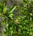 Schlehe,Schwarzdorn - Prunus spinosa CAC