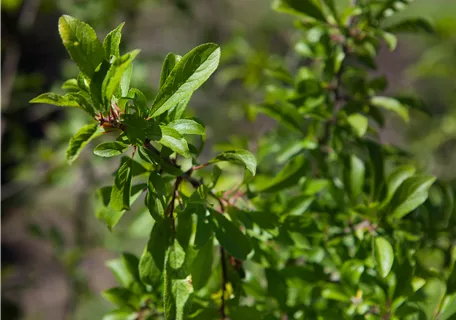 Prunus spinosa CAC - Schlehe,Schwarzdorn
