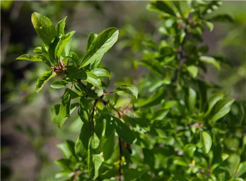 Schlehe,Schwarzdorn - Prunus spinosa CAC