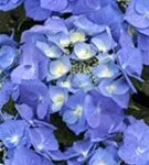 Tellerhortensie 'Blaumeise' - Hydrangea macrophylla 'Blaumeise'
