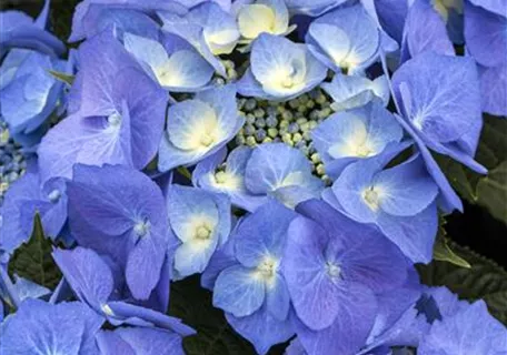 Hydrangea macrophylla 'Blaumeise' - Tellerhortensie 'Blaumeise'
