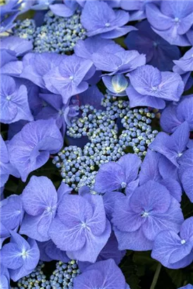 Tellerhortensie 'Blaumeise' - Hydrangea macrophylla 'Blaumeise'