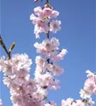 Frühe Zierkirsche 'Accolade' - Prunus subhirtella 'Accolade' CAC - Formgehölze