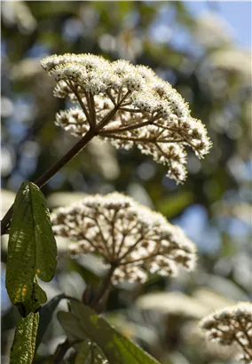 Immergr.Zungen-Schneeball - Viburnum rhytidophyllum