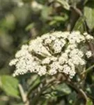 Immergr.Zungen-Schneeball - Viburnum rhytidophyllum