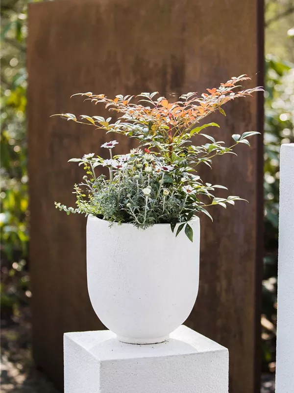 Nandina domestica 'Obsessed', Immergrüner Heiliger Bambus Semper