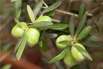 Olea europaea - Olivenbaum