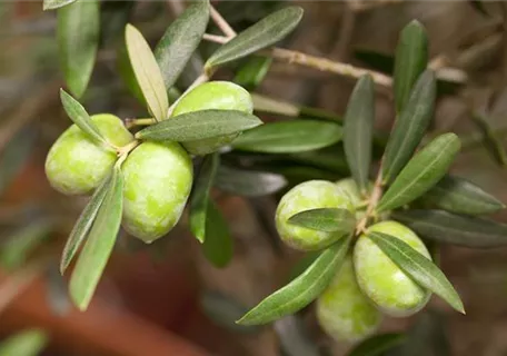 Olea europaea CAC - Formgehölze - Olivenbaum
